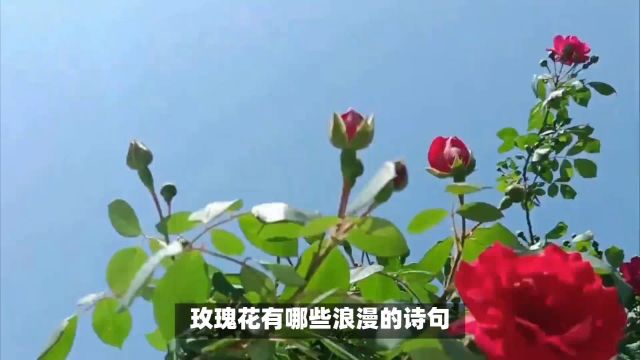 玫瑰花有哪些浪漫的诗句