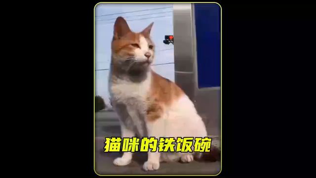 猫咪每天努力工作,不仅自己得到了铁饭碗,连孩子都有人帮它照顾#萌宠#猫咪#宠物成精啦#关爱流浪猫