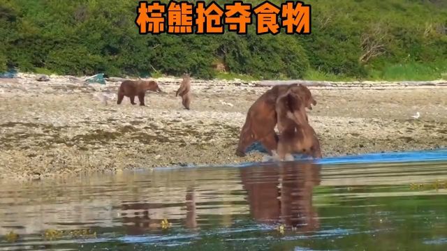 棕熊为食物而战胜天动物世界动物世界野生动物零距离棕熊