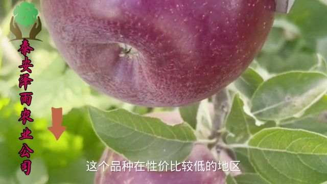 月香苹果树苗:打造高品质早熟果品,小巧玲珑一人食刚刚好