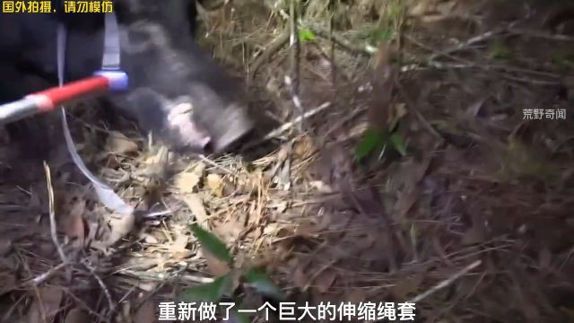 野猪夹捉野猪#国外合法狩猎