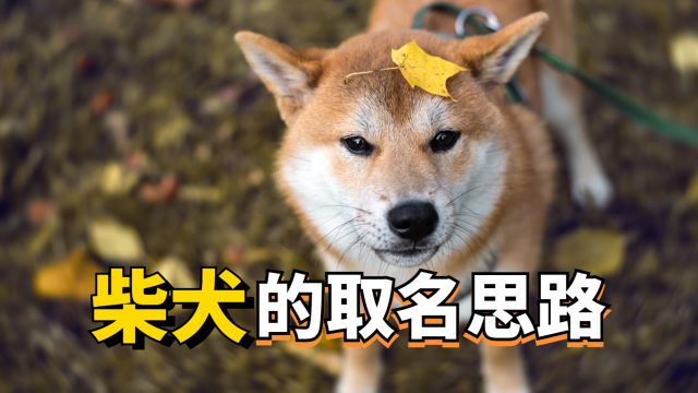 柴犬取名思路大曝光!看看你家撞名没?