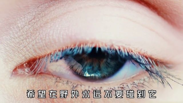 捕兽夹究竟有多可怕?壮如棕熊,也只能束手就擒知识创作人捕兽夹科普一下安全出行原创视频