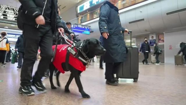 你可能不知道!导盲犬如何和主人进站乘车