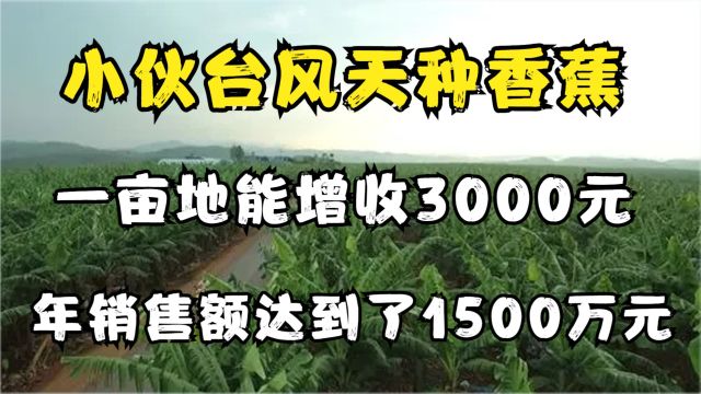 小伙台风天种香蕉,一亩地能增收3000元,年销售额达到了1500万元