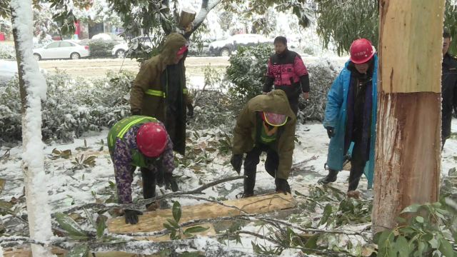 视频 | 中方县:积雪压断树枝 园林绿化人忙清理