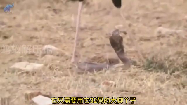 大型陆栖猛禽:蛇鹫!毒蛇的活阎王!神奇动物在野生动物零距离动物动物解说