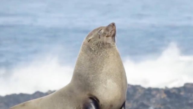 一天交配30次,连企鹅都不放过,海狗是当之无愧的生物界“肾王”