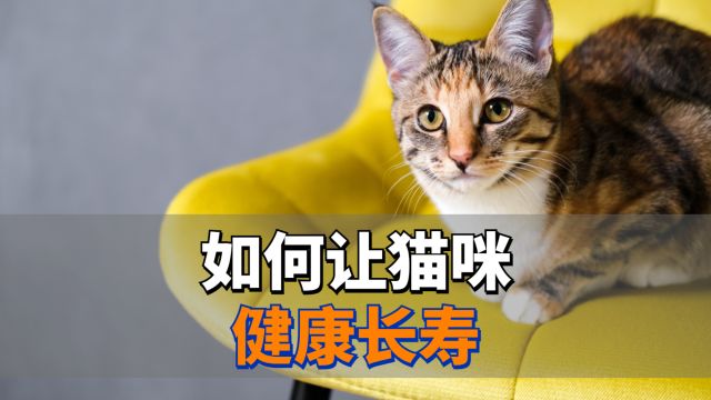 如何让猫咪健康长寿?看这个视频就够了!