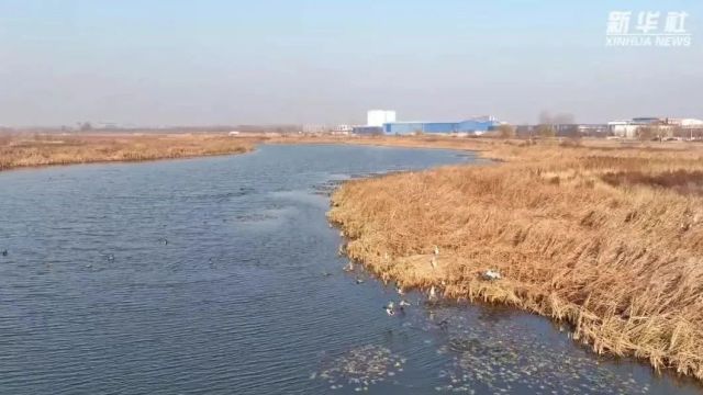 千城胜景|河北藁城:湿地生态美 水鸟共嬉戏