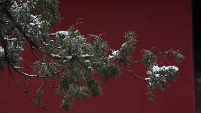 济宁曲阜三孔景区:新年初雪 如期而至