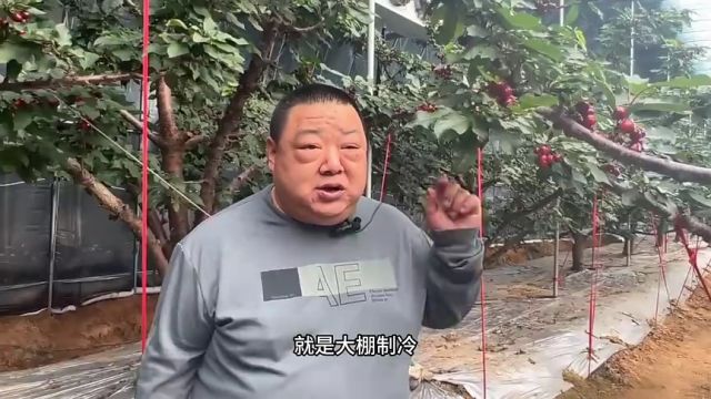 青岛平度市云山镇:科技赋能 冬日樱桃红艳艳