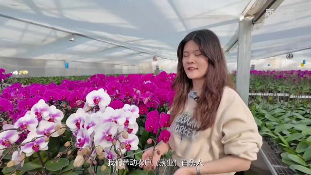 宁夏银川:花卉产业焕发“美丽新活力”