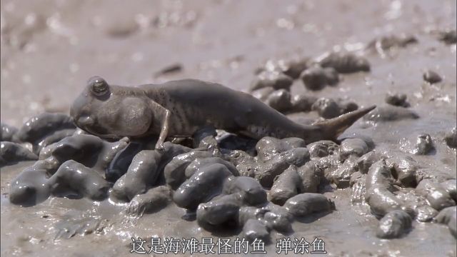 海滩最怪异的小鱼 大口呼吸甜美的空气 #弹涂鱼