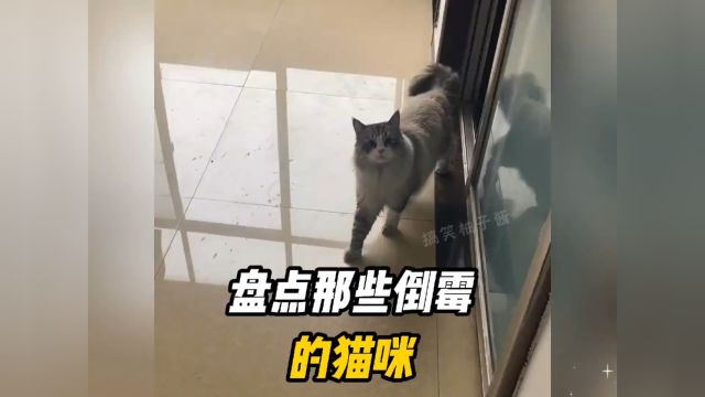 盘点全网那些倒霉的猫咪,猫脸都丢尽了#猫咪的迷惑行为 #