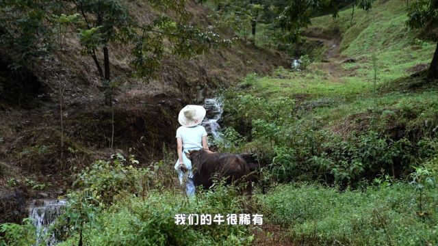 “没出息”的90后放牛娃就是我,我就是