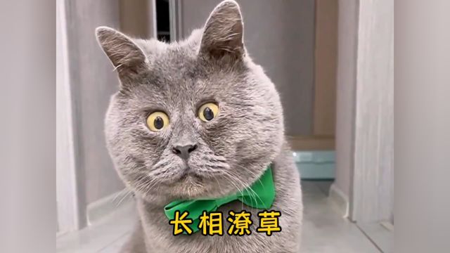 猫丑的原因:长得像人#丑猫 #鳌拜猫