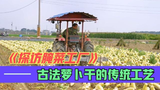 探访腌菜加工厂:古法萝卜干的传统制作工艺