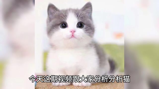 猫宁愿饿着也不吃猫粮?猫咪爱吃、停止挨饿的主食冻干分享