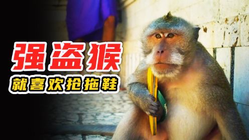 一帮强盗猴劫持游客物品，勒索香蕉水果吃，真是成精了，纪录片