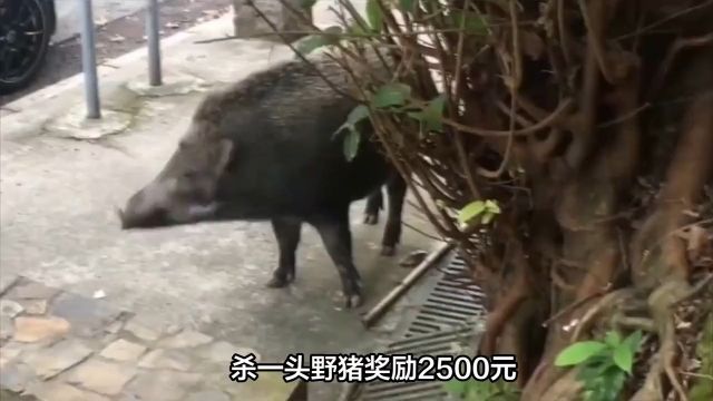 杀一头野猪奖励2500元,为何依旧没人敢动手?怕下一秒就被拘? 3