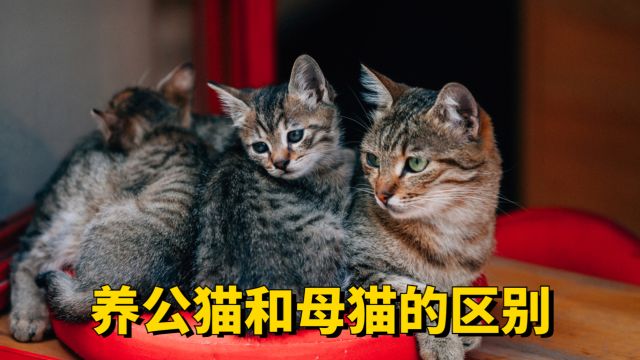 公猫和母猫哪个更好养,看完就能明白!