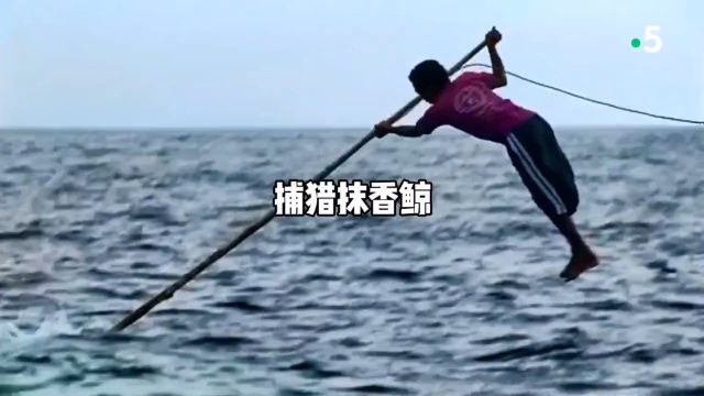 疯狂的游牧部落,深海捕猎抹香鲸神奇动物在纪录片