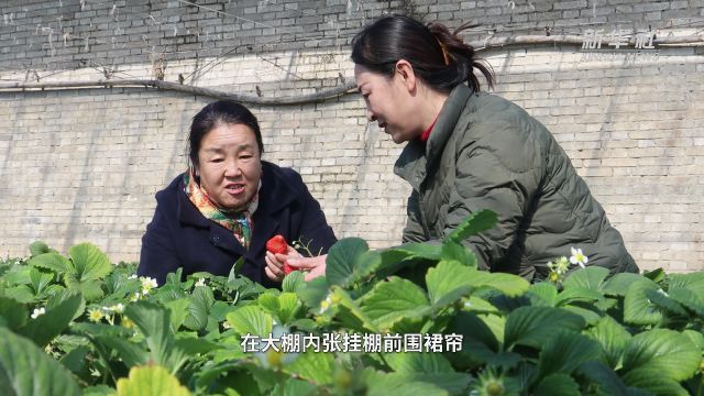 河北满城:积极应对雨雪寒潮天气 多举措保障农产品供应