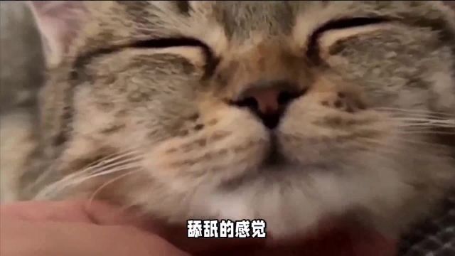 猫让你摸鼻子,那你可以摸其他地方——养猫多年经验之谈