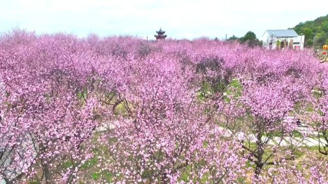 “梅”景如画春意浓 春意渐浓,“梅”景如画.初春时节,大余县梅关景区梅花大观园万株梅花迎春绽放,游客纷至沓来,拍照打卡,尽享“梅”好时光....