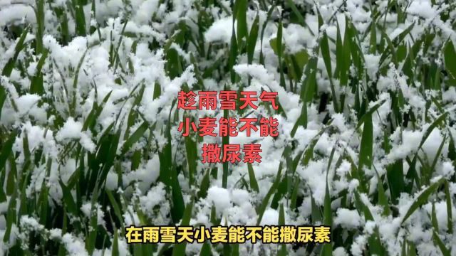 春季雨雪天气,小麦能不能撒尿素