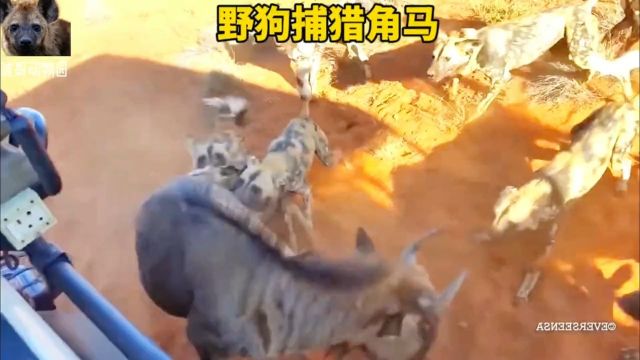 非洲野狗的实力不容小视非洲野狗非洲野狗捕猎非洲野犬动物世界野生动物