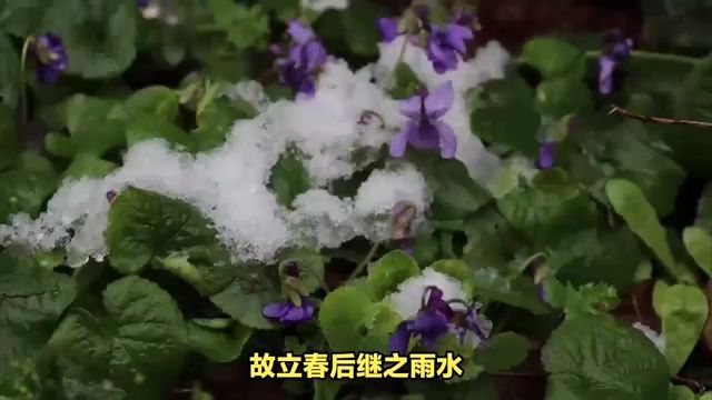 雨水节气,万物复苏,万象更新