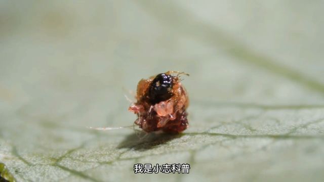 看看果蝇是如何在你的草莓上产卵的,看完之后你还敢吃吗?果蝇害虫防治观察昆虫微观世界微距