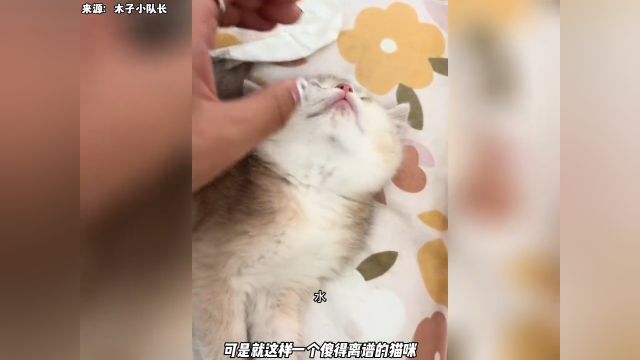 这绝对是全网最智障的猫咪