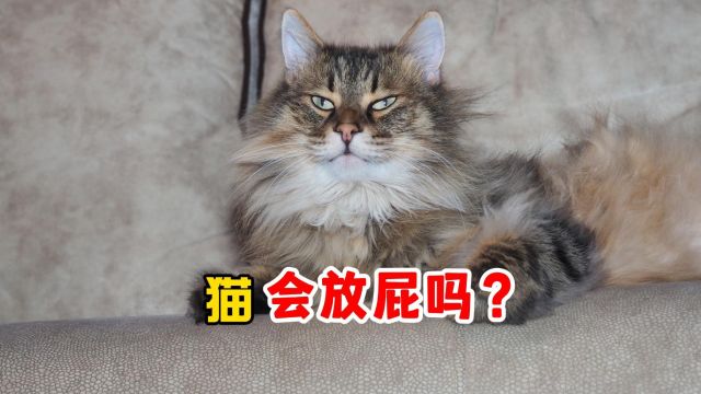 猫咪会放屁吗?别害羞看看哦~