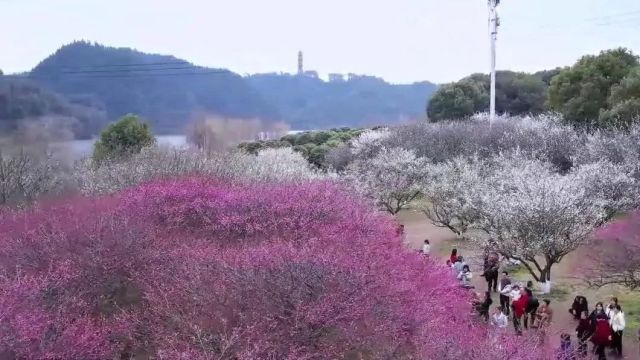 这个春天,总要来一趟黄山吧② | “梅开眼笑”!休宁“赏梅天花板”推荐