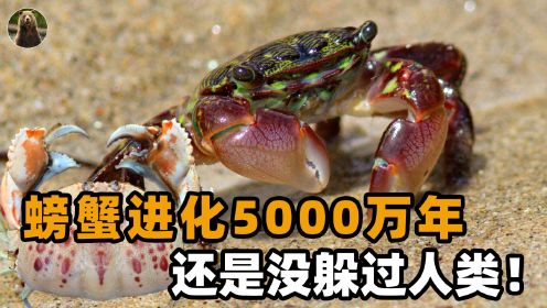 螃蟹用了5000万年，把身上最好吃的肉进化没了，还是没躲过人类？