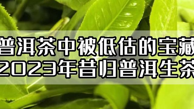 心灵壹号:普洱茶中被低估的宝藏,2023年昔归普洱生茶!