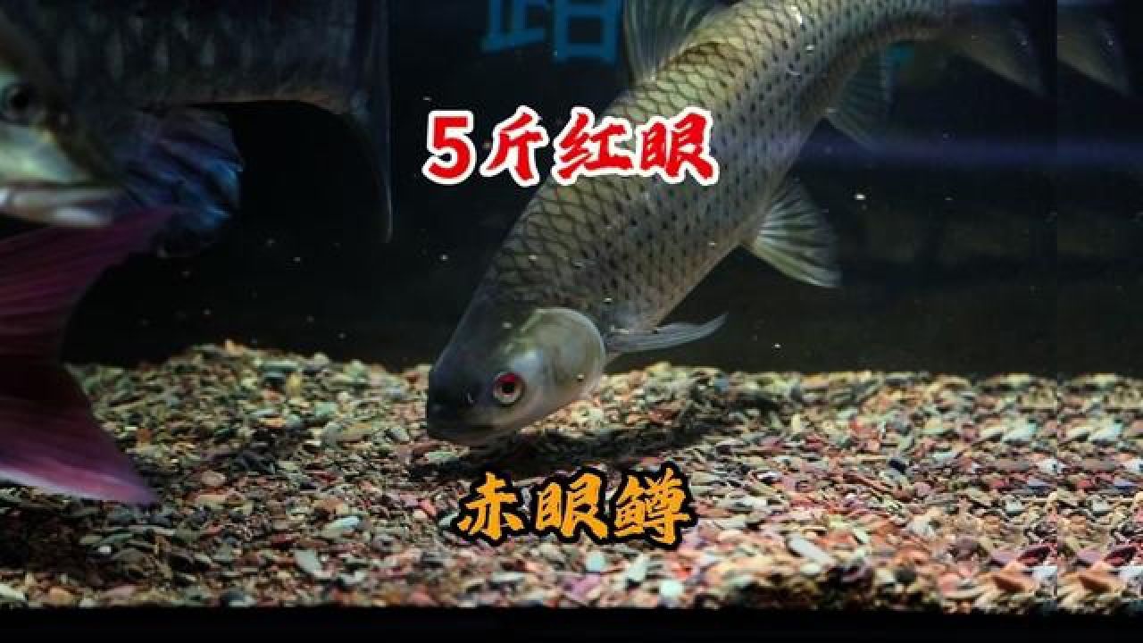 钓友相赠,路亚对象鱼,大个体红眼