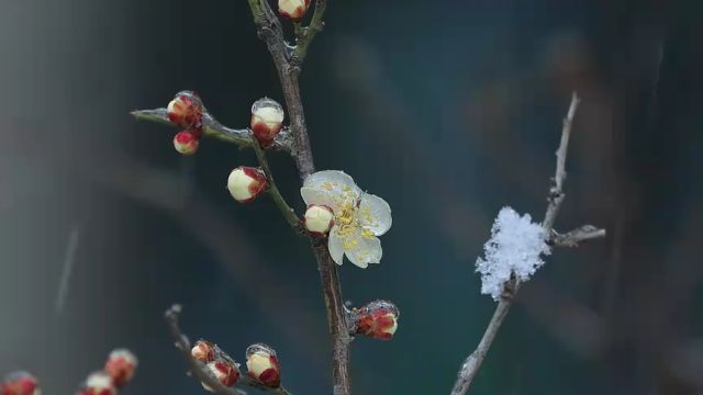 枣庄市市中区:雪景美如画