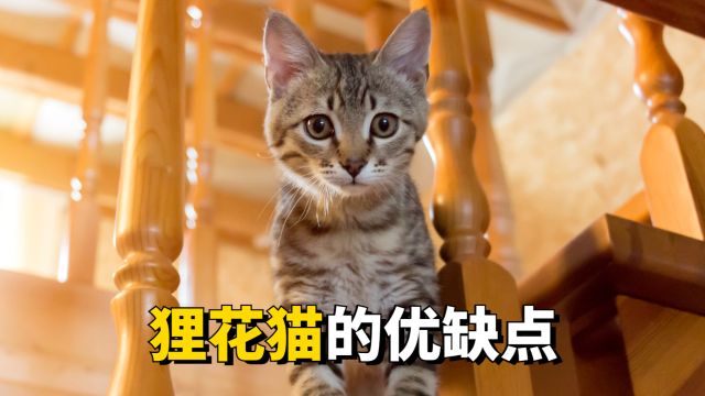 想养狸花猫,不要着急,先了解它的优缺点!