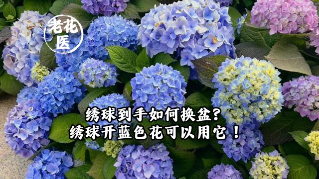 绣球到手如何换盆?绣球开蓝色花可以用它!