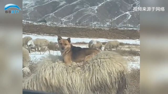 网友在草原上遇到只牧羊犬 居然是坐在羊背上工作