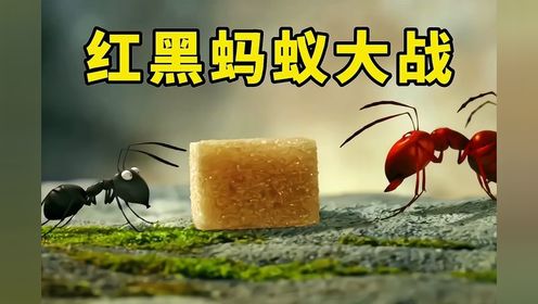 因为一块小小的方糖，红蚂蚁和黑蚂蚁竟展开了一场史诗级大战,动漫,动画短片,好看视频