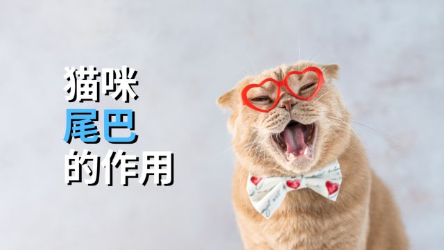 猫咪尾巴的作用