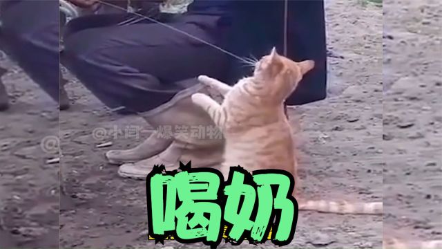 猫:牛奶,还是得喝新鲜的