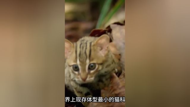 最小的哈基米之《锈斑豹猫》神奇动物在哈基米锈斑豹猫野生动物零距离猫咪##1