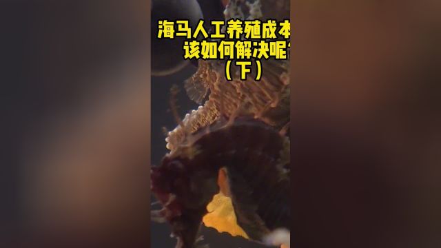 海马人工养殖成本高,该如何解决呢?(下)