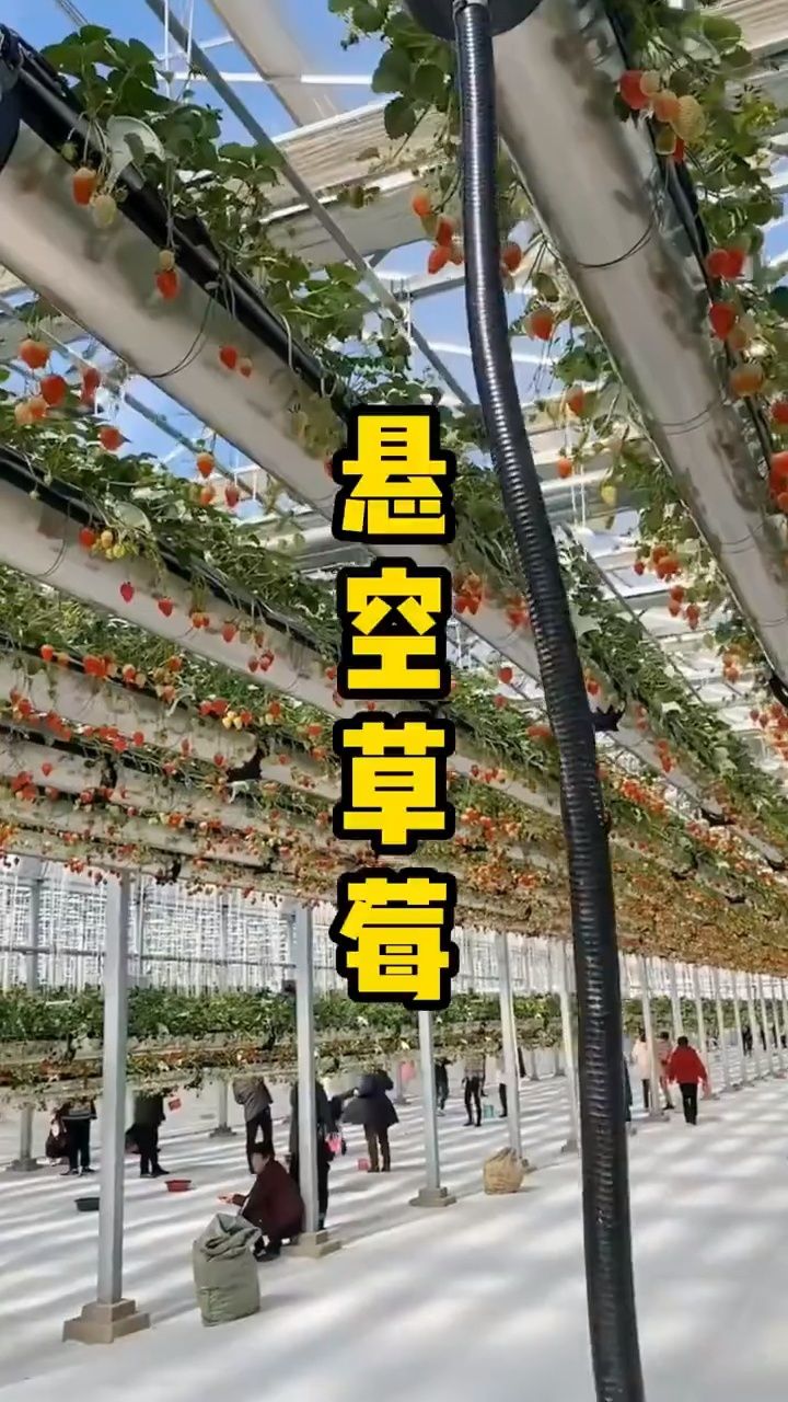 空中草莓玻璃温室